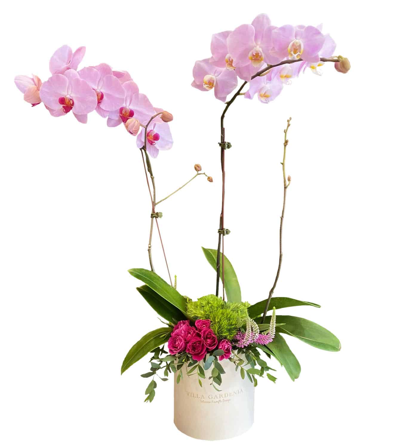 Orchid For You