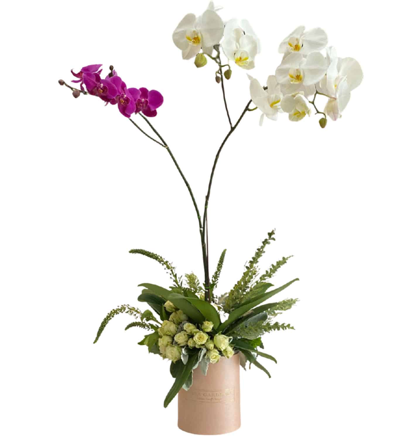 Classic Orchids