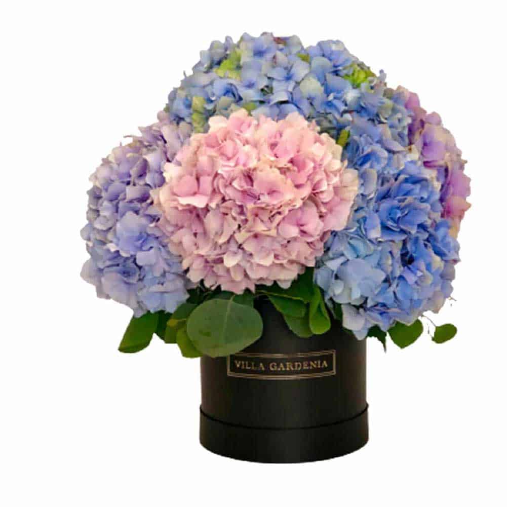 VG1661 Just Hydrangeas - Imagen 1