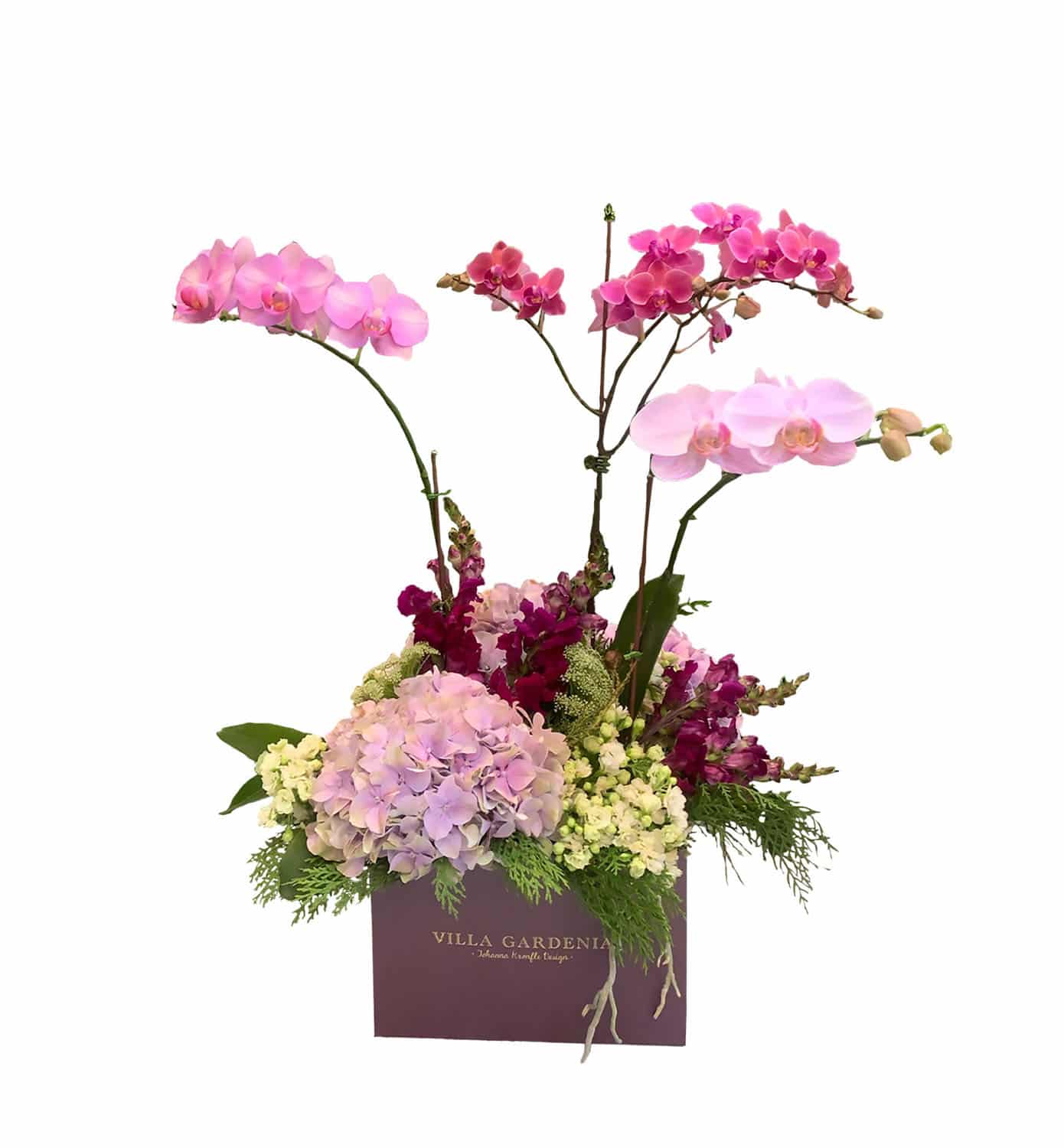 Orchids & Flowers